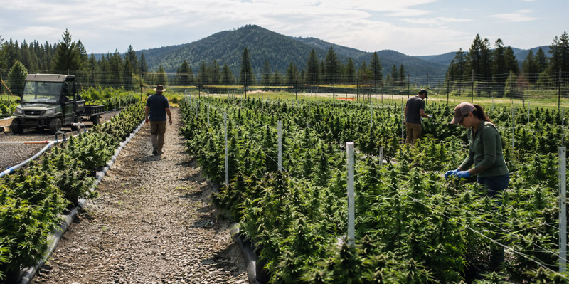Excise Duty CRA Cannabis Bond